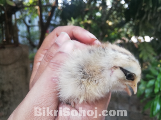 দেশি মুরগির বাচ্চা